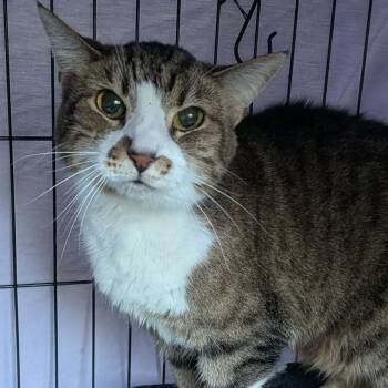 Grumpette Patricia -  Domestic Short Hair Cat for Adoption in Huntington, West Virginia - Grumpette Patricia | PetCurious