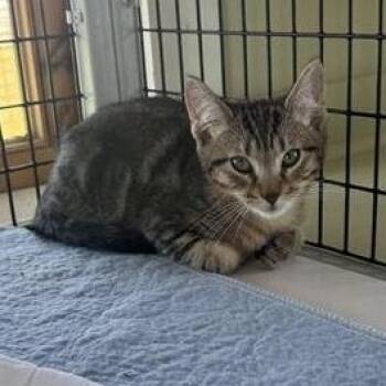 Cheetah -  American Shorthair Cat for Adoption in Freeport, Florida - Cheetah | PetCurious