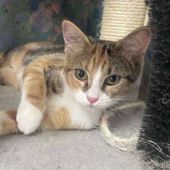 Mireya -  Domestic Short Hair Cat for Adoption in Laredo, Texas - Mireya | PetCurious