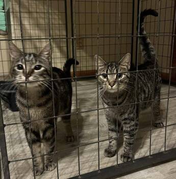 Tabby Cats Available for Adoption - Courtesy Posting Tiger And Tigger | PetCurious