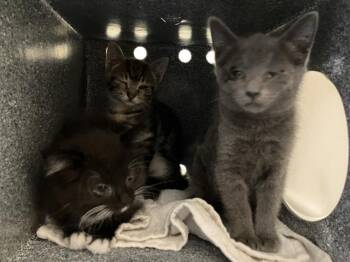 JULES -  Domestic Short Hair Cat for Adoption in Tustin, California - JULES | PetCurious