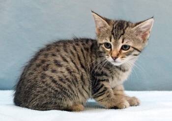Aspen -  Tabby Cat for Adoption in Maynardville, Tennessee - Aspen | PetCurious