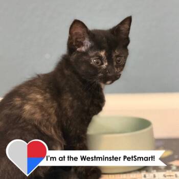 Persephone -  Domestic Short Hair Cat for Adoption in Fort Collins, Colorado - Persephone | PetCurious