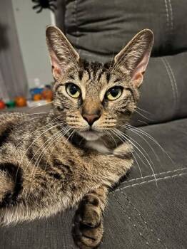 Sweetheart -  American Shorthair Cat for Adoption in Rochester, New York - Sweetheart | PetCurious