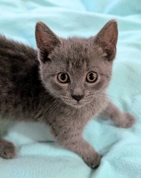 American Shorthair Cats Available for Adoption in Tracy, California - Gracie | PetCurious