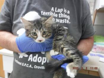 JESSIE -  Domestic Medium Hair and Domestic Short Hair Cat for Adoption in Oroville, California - JESSIE | PetCurious