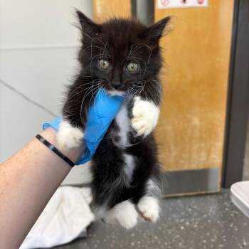 Domestic Long Hair Cats Available for Adoption in Columbiana, Alabama - Philadelphia | PetCurious