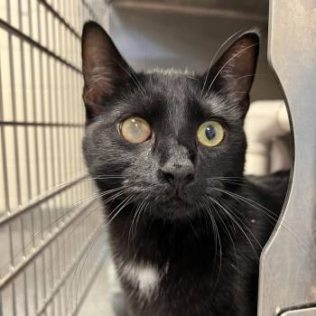 Rescue Domestic Short Hair Cats for Adoption in Hendersonville, North Carolina - Baby | PetCurious