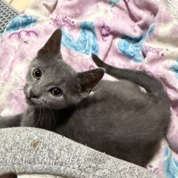 Finn -  Domestic Short Hair Cat for Adoption in East Hanover, New Jersey - Finn | PetCurious