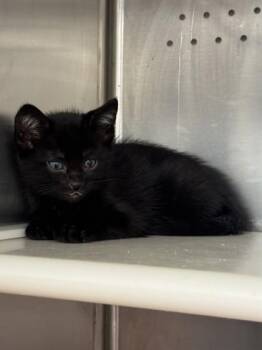 Drums -  Domestic Short Hair Cat for Adoption in Roseville, California - Drums | PetCurious