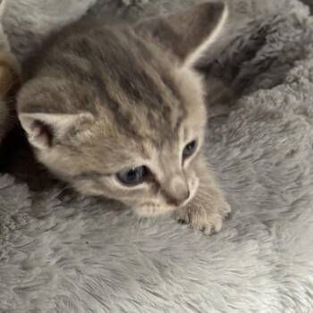 Machine kitten 2 -  Domestic Short Hair Cat for Adoption in Parrish, Alabama - Machine Kitten 2 | PetCurious