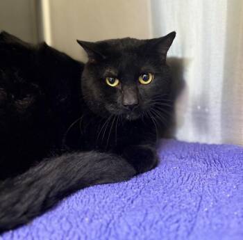 Eli -  Domestic Short Hair Cat for Adoption in Sioux City, Iowa - Eli | PetCurious