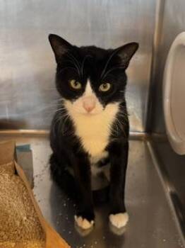 Tux -  Domestic Short Hair Cat for Adoption in Roseville, California - Tux | PetCurious