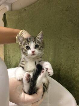 Domestic Short Hair Cats Available for Adoption in Riverside, California - JELLY ROLL | PetCurious