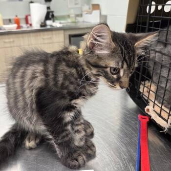 American Shorthair Cats Available for Adoption - Driftwood | PetCurious