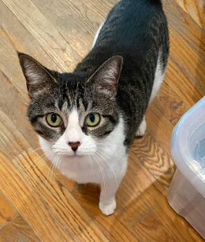 Mouse(Bonded with Avery) -  Domestic Short Hair Cat Available for Adoption in Pottsboro, Texas - Mouse(Bonded With Avery) | PetCurious