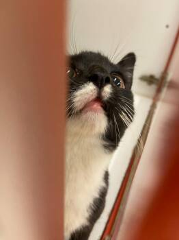 Domestic Short Hair Cats Available for Adoption in Greenville, Texas - Cat Condo # 8 | PetCurious