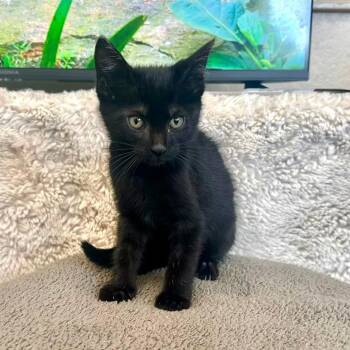 Aurora -  Domestic Short Hair Cat for Adoption in Medford, Oregon - Aurora | PetCurious