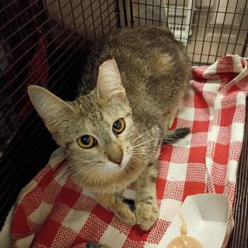 Nina -  Domestic Short Hair Cat for Adoption in Chicago, Illinois - Nina | PetCurious