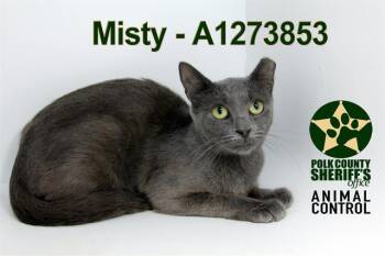 MISTY -  Domestic Short Hair Cat for Adoption in Winter Haven, Florida - MISTY | PetCurious