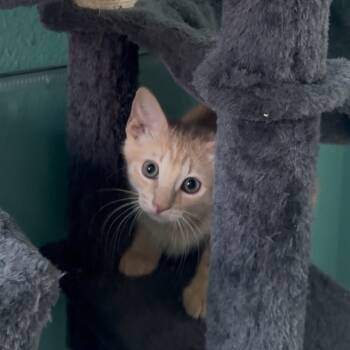 Rescue Domestic Short Hair Cats for Adoption in Lakewood, California - Wasp | PetCurious