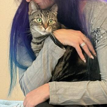 Pibbs -  Domestic Short Hair and Tabby Cat for Adoption in Gladstone, Oregon - Pibbs | PetCurious