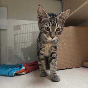 Freddy (Matty) -  Domestic Short Hair Cat for Adoption in Ballston Spa, New York - Freddy (Matty) | PetCurious