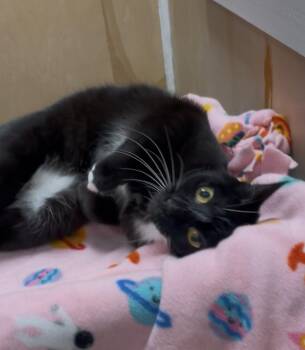 Rescue Domestic Short Hair Cats for Adoption in Petaluma, California - Morgana | PetCurious