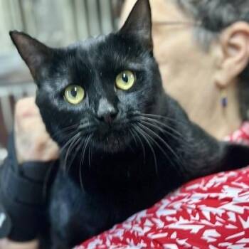 American Shorthair Cats Available for Adoption in Bethel, Connecticut - Walnut | PetCurious