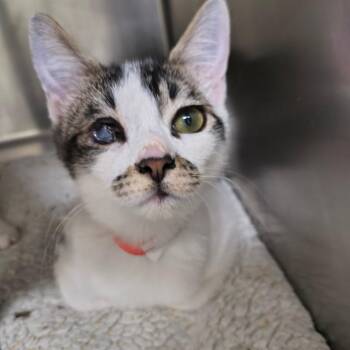 Gable -  Domestic Short Hair Cat for Adoption in Las Vegas, Nevada - Gable | PetCurious