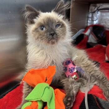 Siamese Cats Available for Adoption - Espi | PetCurious