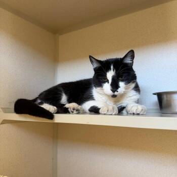 Karla -  Domestic Short Hair Cat for Adoption in Rifle, Colorado - Karla | PetCurious