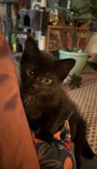 Toothless -  Domestic Short Hair Cat for Adoption in Wolcott, Connecticut - Toothless | PetCurious