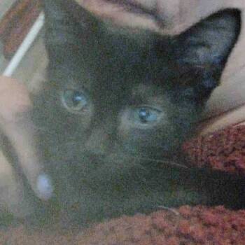 Rescue American Shorthair Cats for Adoption in Mount Vernon, Arkansas - Maige | PetCurious