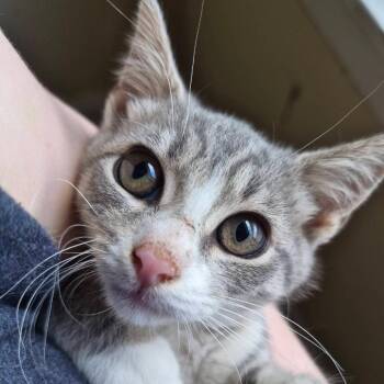 Glaceon -  Domestic Short Hair Cat for Adoption in Lexington, Kentucky - Glaceon | PetCurious