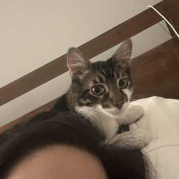 Rescue Domestic Long Hair Cats for Adoption in Santa Monica, California - Shiso | PetCurious