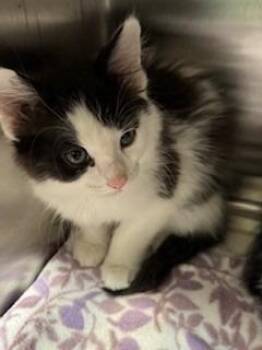 Domestic Medium Hair Cats Available for Adoption in Sidney, Ohio - Checkers | PetCurious