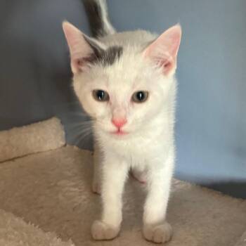 Birdie -  Domestic Short Hair Cat for Adoption in Carmel, Indiana - Birdie | PetCurious
