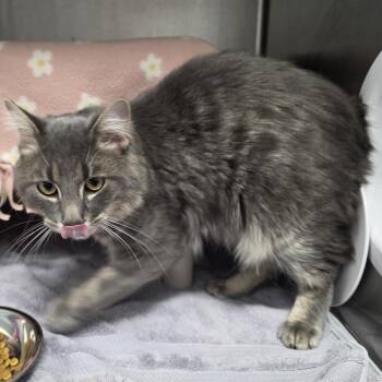 Domestic Medium Hair Cats Available for Adoption - Grasshopper | PetCurious