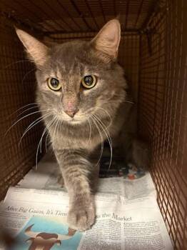 Flint -  Domestic Long Hair Cat for Adoption in Austin, Texas - Flint | PetCurious