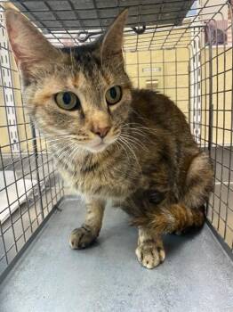 PEPSI -  Domestic Short Hair Cat for Adoption in Fort Myers, Florida - PEPSI | PetCurious