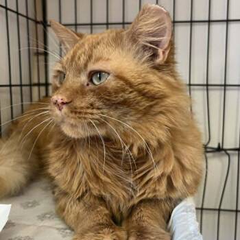 Domestic Medium Hair Cats Available for Adoption in Candler, North Carolina - Fetch | PetCurious