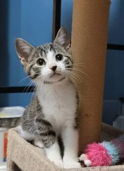 Draco -  Tabby Cat for Adoption in Hamilton, Ontario - Draco | PetCurious