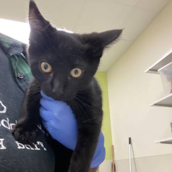 Kodex -  Domestic Short Hair Cat for Adoption in Lynchburg, Virginia - Kodex | PetCurious