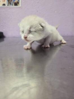 61606174 -  Domestic Short Hair Cat for Adoption in El Paso, Texas - 61606174 | PetCurious