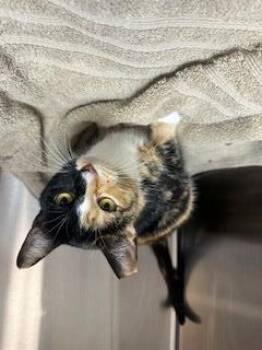 Domestic Short Hair Cats Available for Adoption - JANUARY | PetCurious