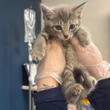 Betty Spaghetti -  Domestic Short Hair Cat for Adoption in Newark, New Jersey - Betty Spaghetti | PetCurious