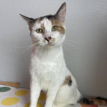 Precious -  Domestic Short Hair Cat for Adoption in West Des Moines, Iowa - Precious | PetCurious
