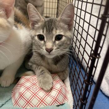 Jasmine -  Domestic Short Hair Cat for Adoption in Chicago, Illinois - Jasmine | PetCurious