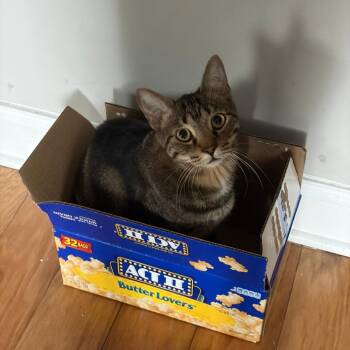 Nino -  Domestic Short Hair Cat for Adoption in Chicago, Illinois - Nino | PetCurious